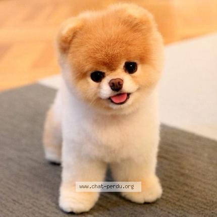 Foto 1/1 poki Chat perdido en Avranches