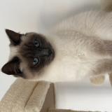 Foto del gato perdido en Pontlevoy