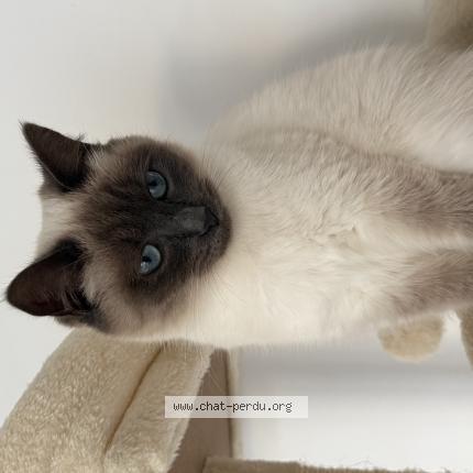 Foto 1/1 Ivy Chat perdido en Pontlevoy