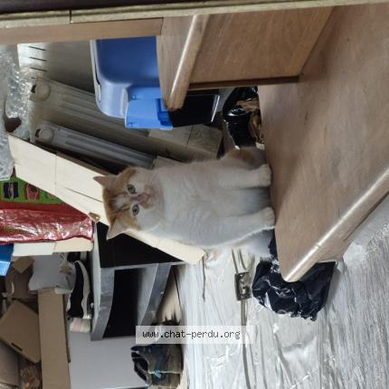 Foto 1/1 Rourou Chat perdido en Nuille sur vicoin