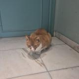 Foto de gato encontrado en Evere