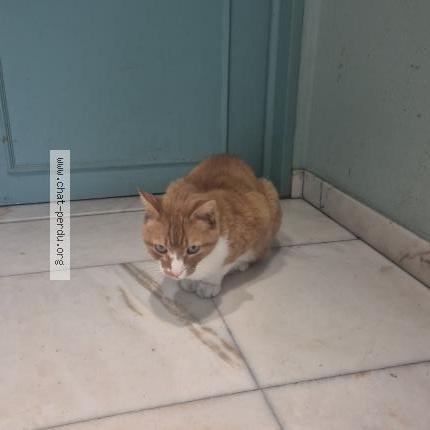 Foto 1/1 Gato encontrado Encontrado en Evere