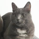 Foto del gato perdido en Comb La Ville