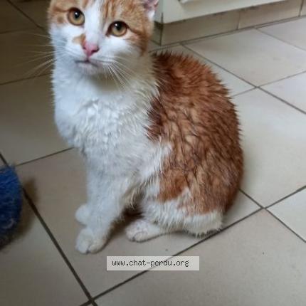 Foto 1/1 ZOLA Chat perdido en Savigny sur braye