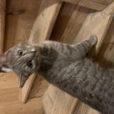 Foto de gato encontrado en Saint Sebastien Sur Loire