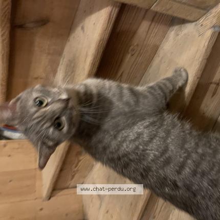 Foto 5/5 Gato encontrado Encontrado en Saint sebastien sur loire