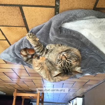 Foto 1/1 Tara Chat perdido en Saint sever