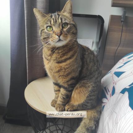 Foto 1/1 Mylo Chat perdido en Le relecq kerhuon