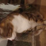 Foto de gato encontrado en Perigny Sur Yerres