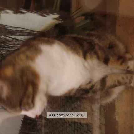 Foto 1/1 Gato encontrado Encontrado en Perigny sur yerres