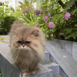 Foto del gato perdido en Neuilly Sur Seine