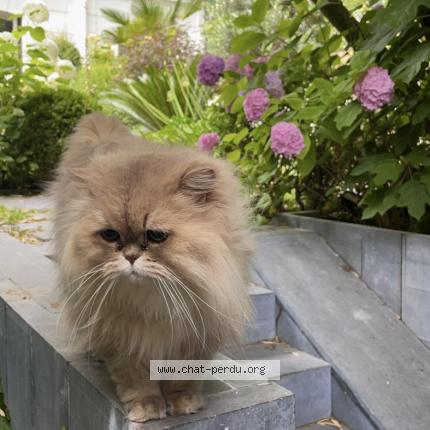 Foto 1/1 HOMER Chat perdido en Neuilly sur seine