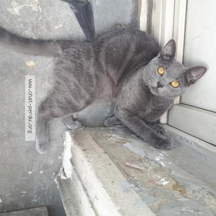 Foto 1/1 Bella Chat perdido en Laeken