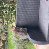 Foto del gato perdido en Les Taillades