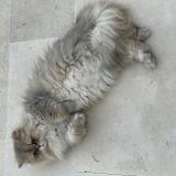 Foto del gato perdido en Neuilly Sur Seine