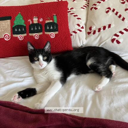 Foto 1/1 L&eacute;onard Chat perdido en Rehon