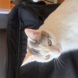 Foto del gato perdido en Bart