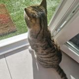 Foto del gato perdido en Vitrolles