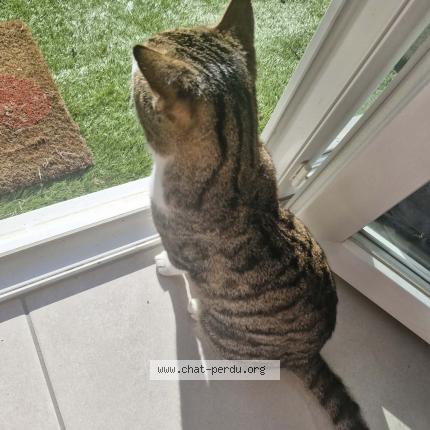 Foto 1/1 Balthazar Chat perdido en Vitrolles