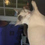 Foto del gato perdido en Bart