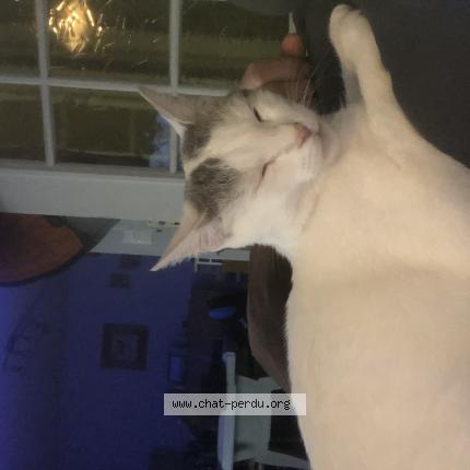 Foto 1/1 Luna Chat perdido en Bart