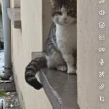 Foto de gato encontrado en Sin Le Noble