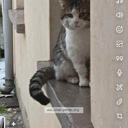 Foto 1/1 Gato encontrado Encontrado en Sin le noble
