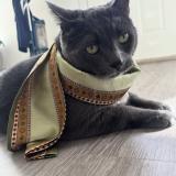 Foto del gato perdido en Calgary