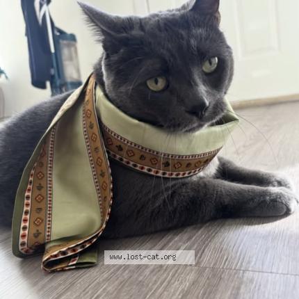 Foto 1/1 Bulut Chat perdido en Calgary