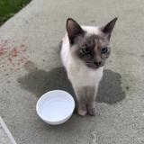 Foto de gato encontrado en Bouffere