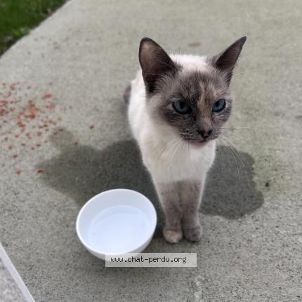 Foto 1/1 Gato encontrado Encontrado en Bouffere
