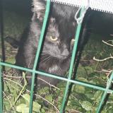 Foto de gato encontrado en Grabels