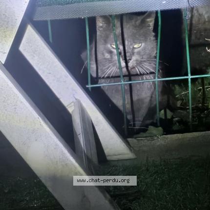 Foto 1/2 Gato encontrado Encontrado en Grabels