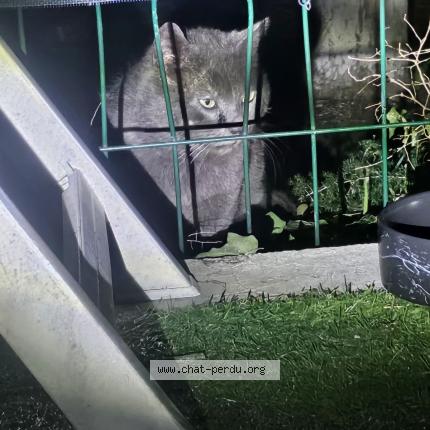 Foto 2/2 Gato encontrado Encontrado en Grabels