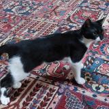 Foto del gato perdido en Muret