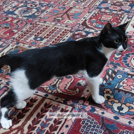 Foto 1/1 Coquin Chat perdido en Muret