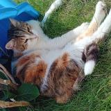 Foto del gato perdido en Saint Georges Sur Allier