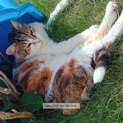 Foto 1/1 &Eacute;den Chat perdido en Saint georges sur allier
