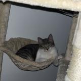 Foto del gato perdido en Certe