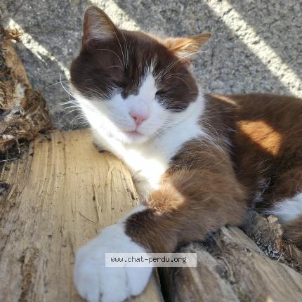 Foto 1/1 Haribo Chat perdido en Greville hague