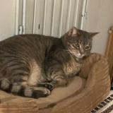 Foto del gato perdido en Mesland