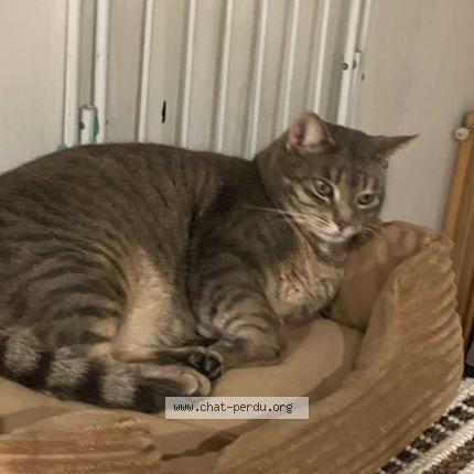 Foto 1/1 Lagherta Chat perdido en Mesland