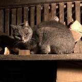 Foto de gato encontrado en La Chaux De Fonds