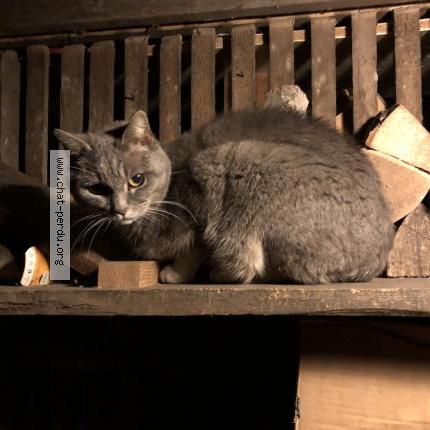 Foto 1/1 Gato encontrado Encontrado en La chaux de fonds