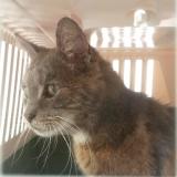 Foto del gato perdido en Parigny