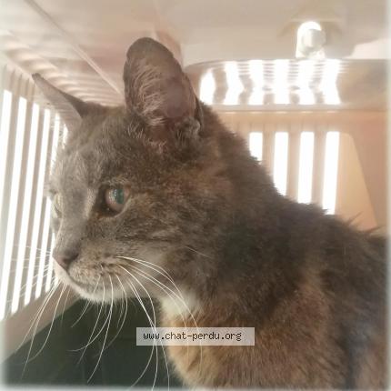 Foto 1/1 CAJOU Chat perdido en Parigny