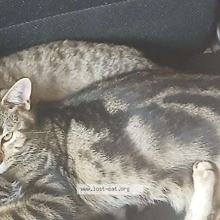 Foto 1/1 Patches Chat perdido en Gilbert
