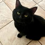 Foto del gato perdido en Shawinigan