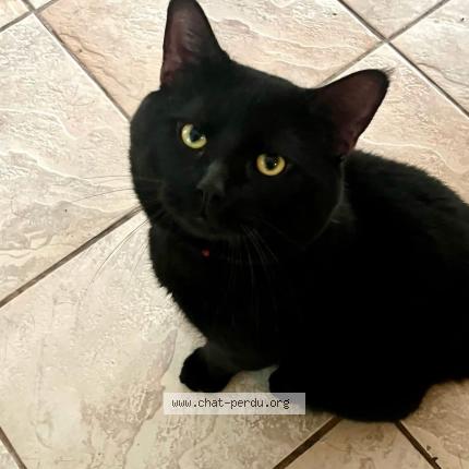 Foto 1/1 Mylo Chat perdido en Shawinigan