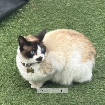 Foto 1/1 Marley Chat perdido en Ca